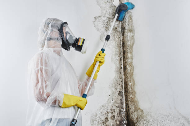 Best Residential Mold Inspection & Testing  in New Wilmington, PA